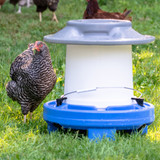 chicken using Simplay3 American Home Farmstead Homestead Chicken Drinker